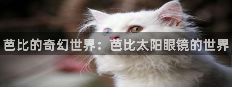 新宝5手机app