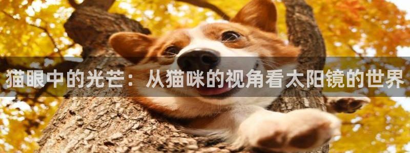 新宝5是谁的